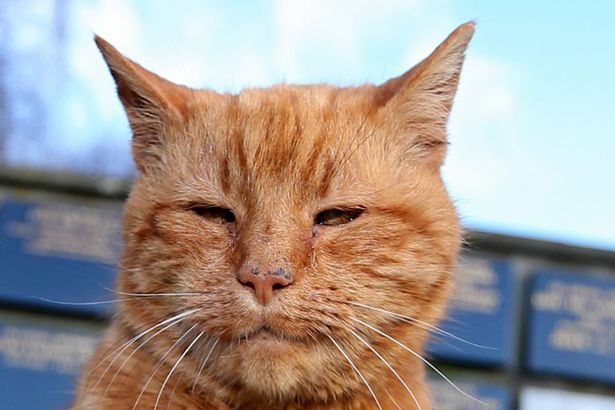 Барнеи гробљанска мачка која је 20 година тјешила ожалошћене.