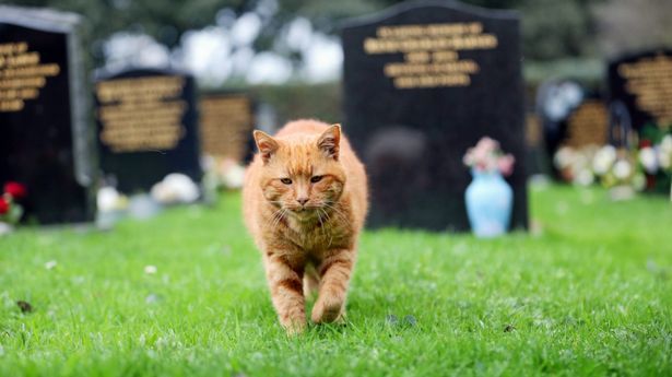 Барнеи гробљанска мачка која је 20 година тјешила ожалошћене.