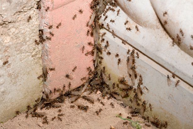 आप उड़ती हुई चींटियों से कैसे छुटकारा पा सकते हैं क्योंकि ब्रिटेन में भीषण गर्मी में झुंड उतरने के लिए तैयार हैं