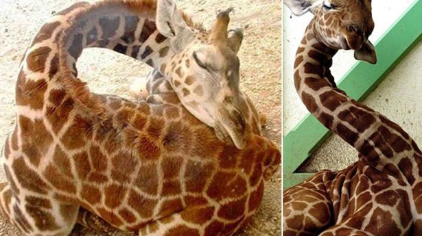 Girafes endormies