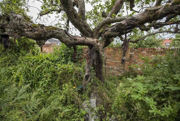 Bramley Apple Tree v Southwell, Nottingham, ktorý bol zaradený do užšieho výberu pre
