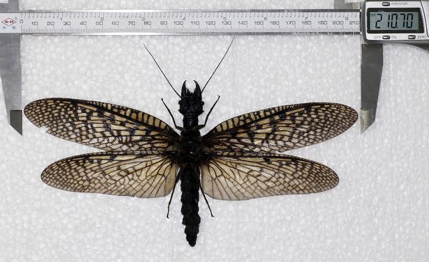V Číne bol objavený najväčší lietajúci hmyz na svete - a je väčší ako ľudská ruka.